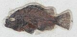 Cockerellites (Priscacara) Fossil Fish - Framed #50685-1